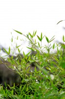 /album/nature/a0026810re-copie-jpg/